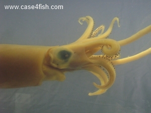 Foto Galerie/Cephalopoda/Loligo vulgaris_01/Loligo vulgaris_01_11_S.jpg